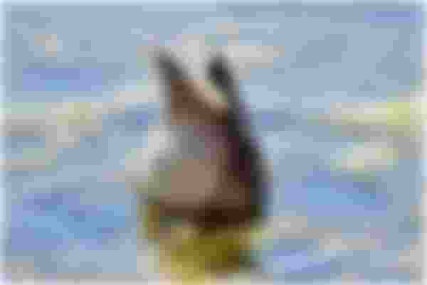 image alt text